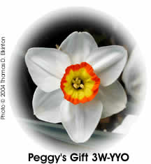 Daffodil Peggy's Gift 3W-YYO