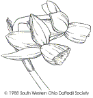 Picture Division 5 Daffodil